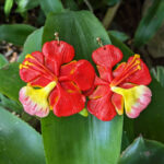 Puerto Rico Flamboyan Flower Earrings