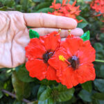 Large Hibiscus Flower Earrings